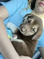 Annabelle , a female Siberian Husky for sale in Aiken, SC – 2 of 9