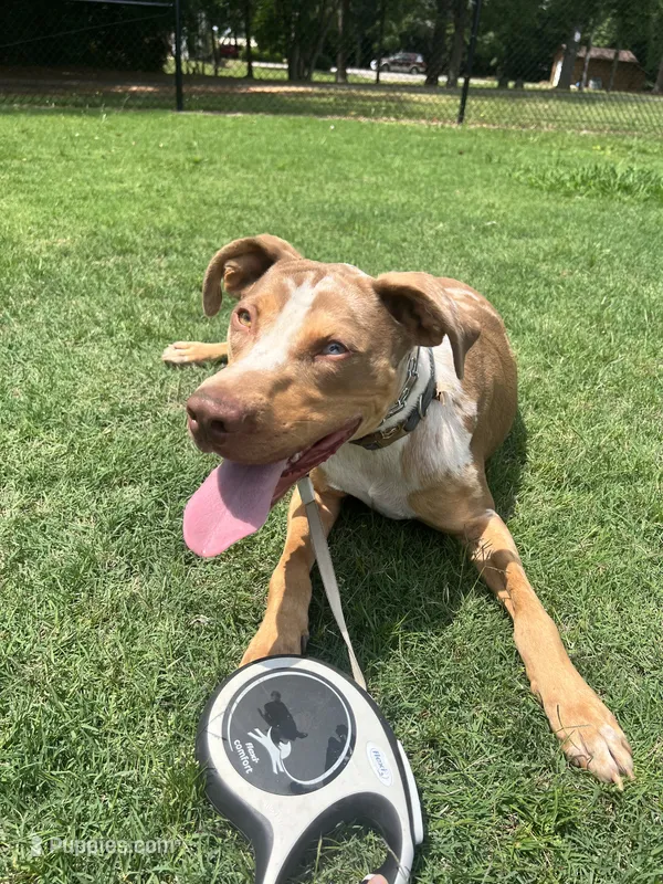 Rowan  – Catahoula Leopard Dog puppy for sale in Aiken, SC