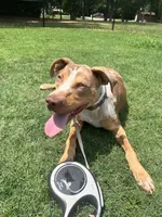 Rowan , a male Catahoula Leopard Dog for sale in Aiken, SC – 1 of 4