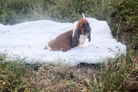 Canolli: Ready July 10th!, a female Basset Hound for sale in Fredericksburg, TX – 3 of 9