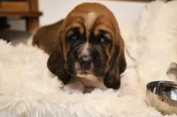 Canolli, a female Basset Hound for sale in Fredericksburg, TX – 2 of 3