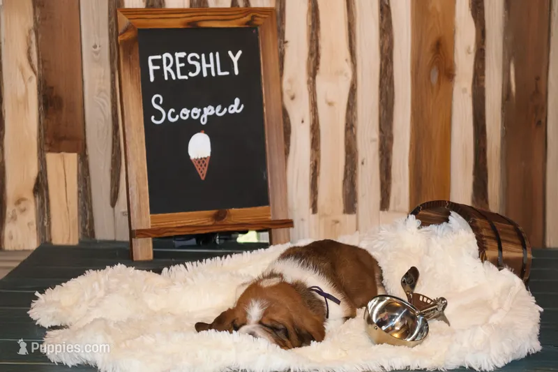 Toffee – Basset Hound puppy for sale in Fredericksburg, TX