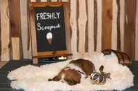 Toffee, a female Basset Hound for sale in Fredericksburg, TX – 1 of 3