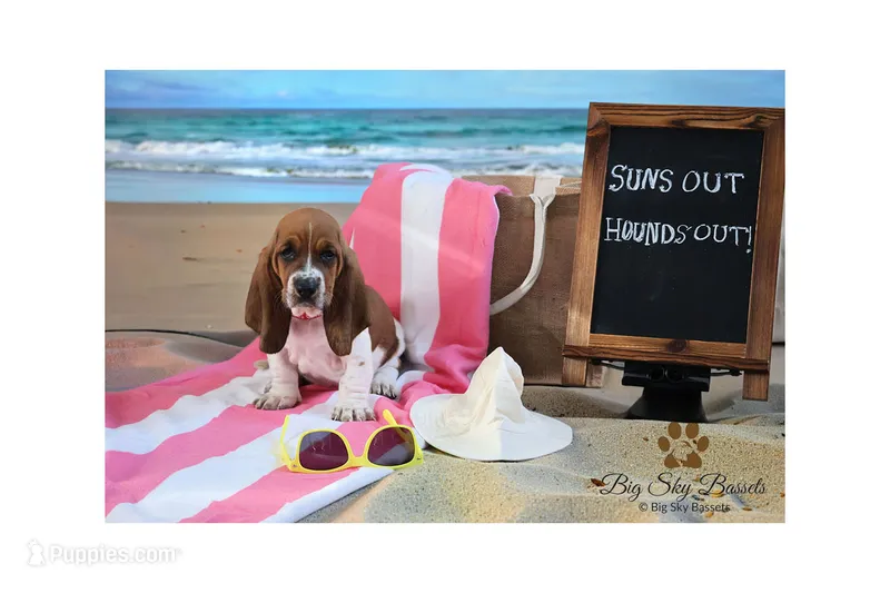 Callie – Basset Hound puppy for sale in Fredericksburg, TX