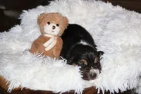 Howie, a male Basset Hound for sale in Fredericksburg, TX – 3 of 3