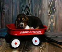 Howie, a male Basset Hound for sale in Fredericksburg, TX – 2 of 3