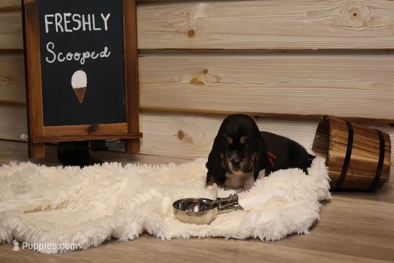 Eclaire – Basset Hound puppy for sale in Fredericksburg, TX