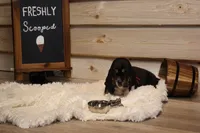 Eclaire, a female Basset Hound for sale in Fredericksburg, TX – 1 of 3