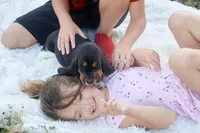 Eclaire: Ready July 10th!, a female Basset Hound for sale in Fredericksburg, TX – 3 of 9
