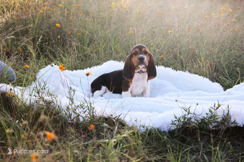 Howie – Basset Hound puppy for sale in Fredericksburg, TX