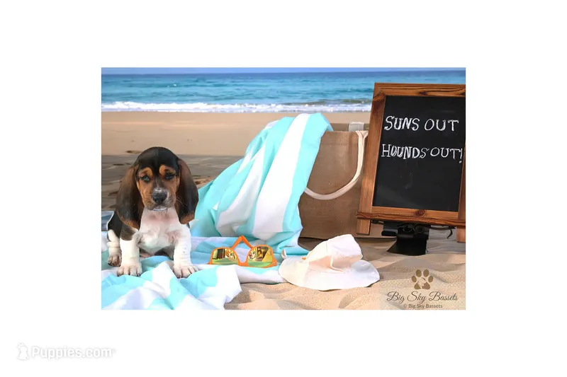 Howie – Basset Hound puppy for sale in Fredericksburg, TX