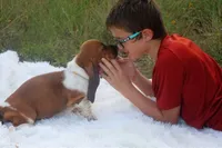 Canolli: Ready July 10th!, a female Basset Hound for sale in Fredericksburg, TX – 2 of 9