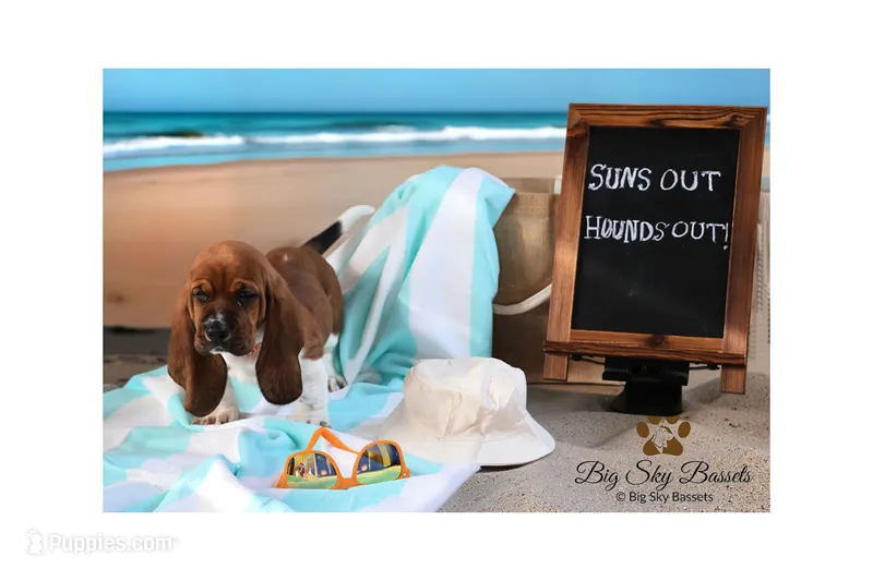 Nick – Basset Hound puppy for sale in Fredericksburg, TX