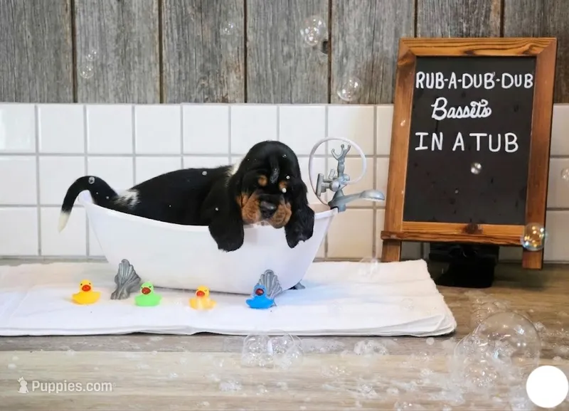 Oreo – Basset Hound puppy for sale in Fredericksburg, TX