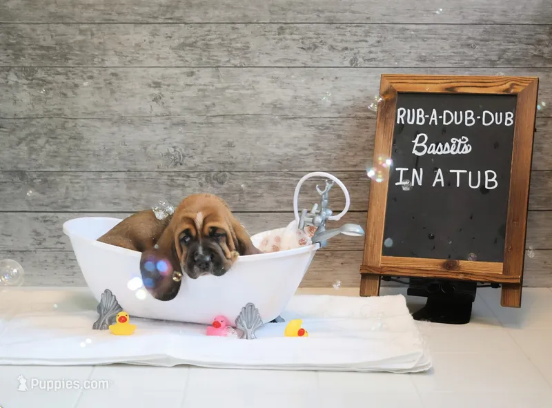 Canolli – Basset Hound puppy for sale in Fredericksburg, TX