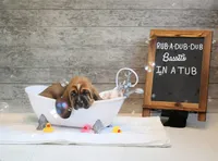 Canolli: Ready July 10th!, a female Basset Hound for sale in Fredericksburg, TX – 6 of 9