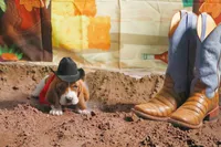 Ace, a male Basset Hound for sale in Fredericksburg, TX – 1 of 3