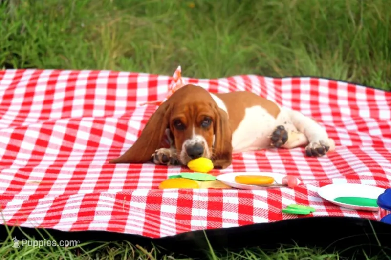 Callie – Basset Hound puppy on hold in Fredericksburg, TX