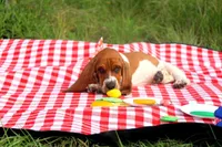Callie, a female Basset Hound for sale in Fredericksburg, TX – 1 of 9