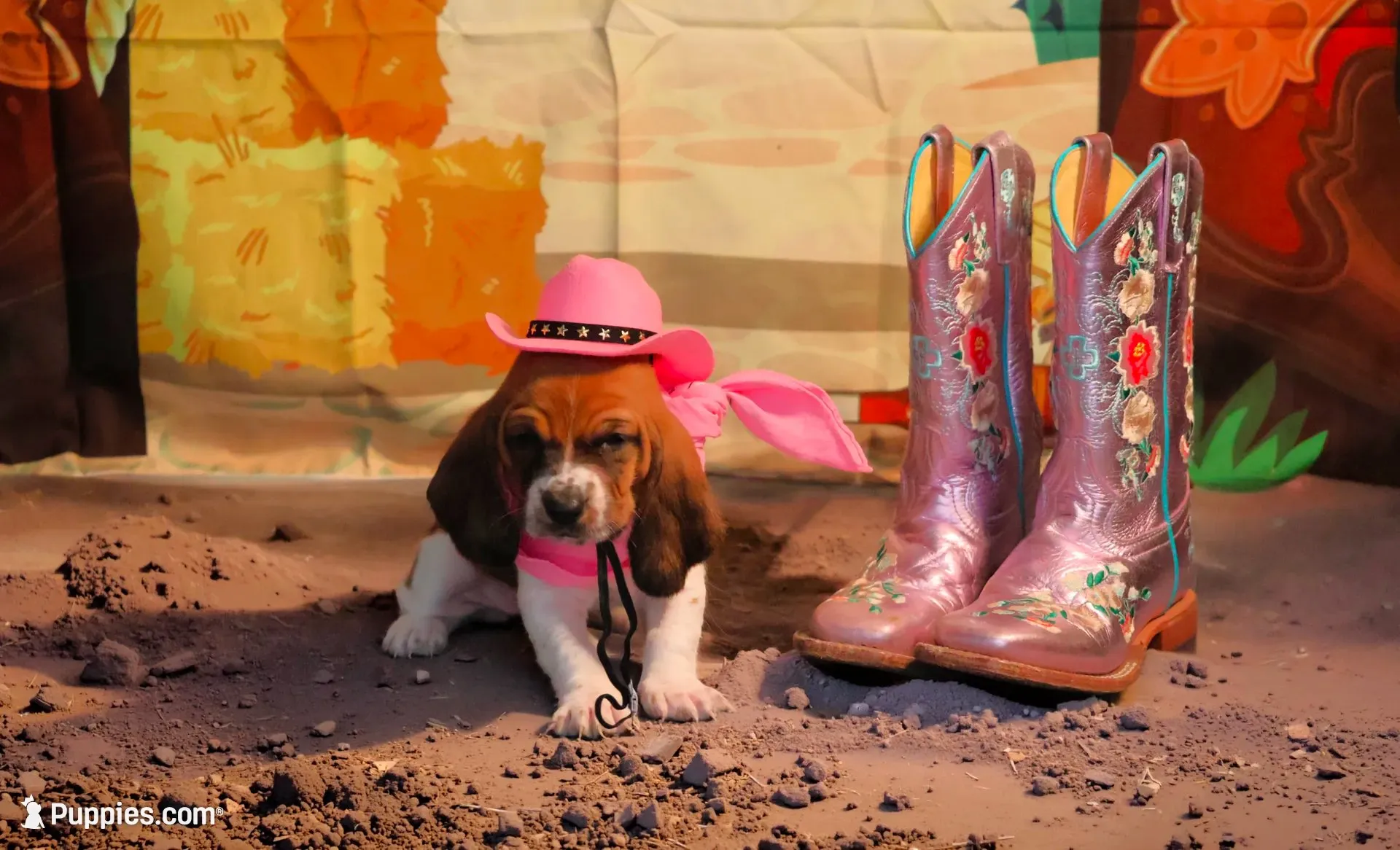 Callie, a female Basset Hound for sale in Fredericksburg, TX – 7 of 9