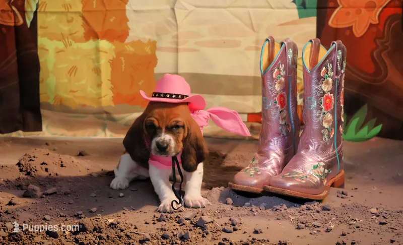 Callie – Basset Hound puppy for sale in Fredericksburg, TX