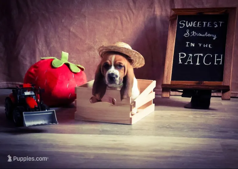 Brian – Basset Hound puppy for sale in Fredericksburg, TX
