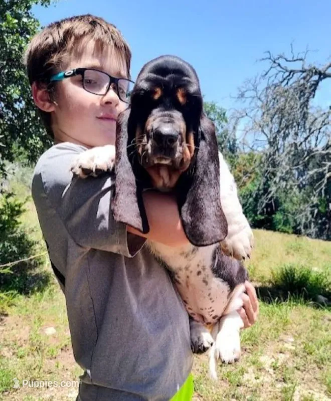 Eclair: Ready July 10th! – Basset Hound puppy for sale in Fredericksburg, TX