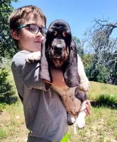 Eclair: Ready July 10th!, a female Basset Hound for sale in Fredericksburg, TX – 1 of 10