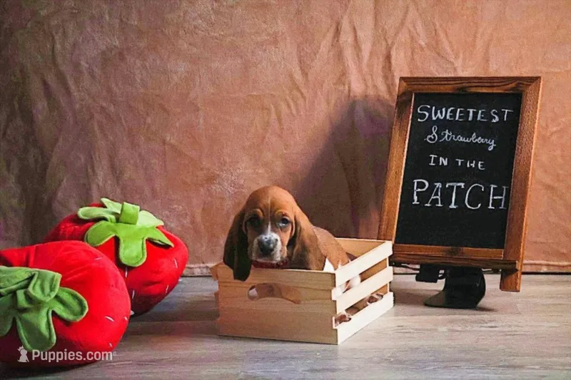 Callie – Basset Hound puppy for sale in Fredericksburg, TX