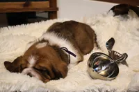 Toffee, a female Basset Hound for sale in Fredericksburg, TX – 2 of 3