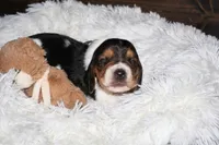 Millie, a female Basset Hound for sale in Fredericksburg, TX – 3 of 3