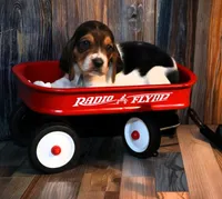 Millie, a female Basset Hound for sale in Fredericksburg, TX – 2 of 3