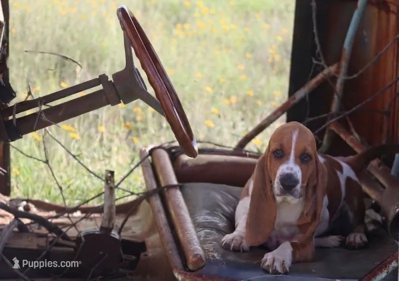 Brian – Basset Hound puppy for sale in Fredericksburg, TX