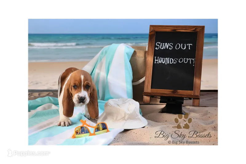 Ace – Basset Hound puppy for sale in Fredericksburg, TX