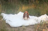 Toffee: Ready July 10th!, a female Basset Hound for sale in Fredericksburg, TX – 2 of 10