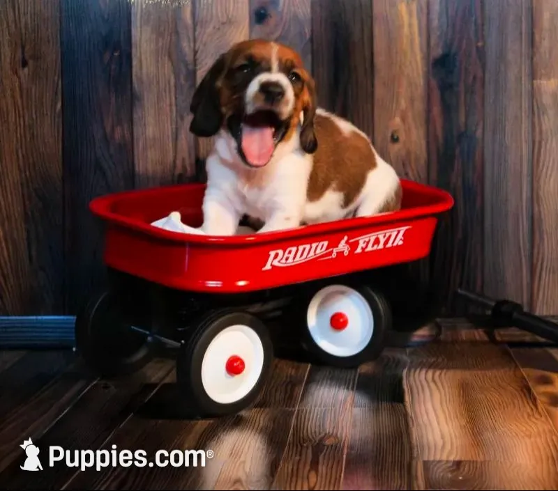 Callie, a female Basset Hound for sale in Fredericksburg, TX – 8 of 9