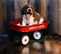 Callie, a female Basset Hound for sale in Fredericksburg, TX – 2 of 3