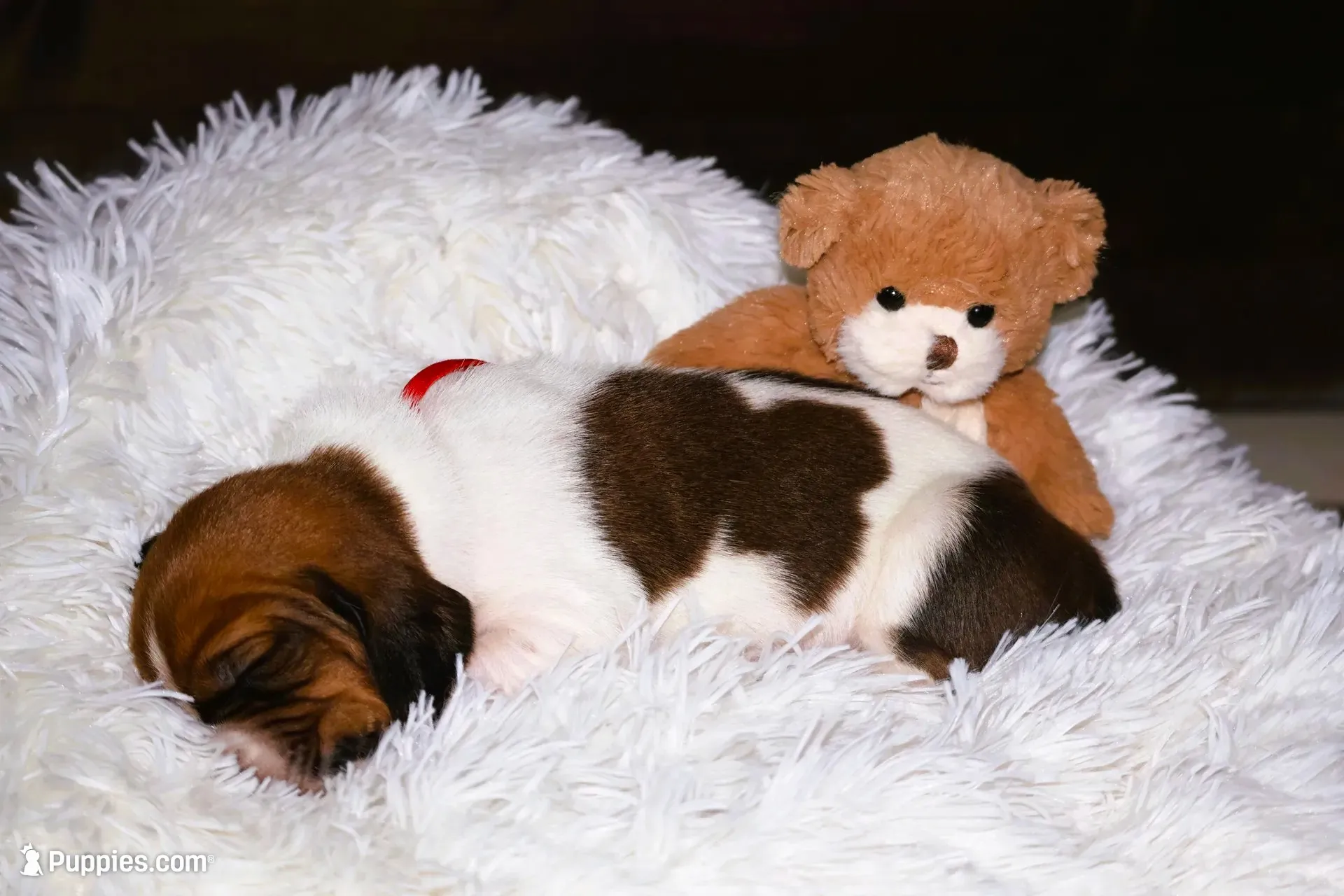 Callie, a female Basset Hound for sale in Fredericksburg, TX – 9 of 9