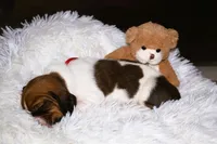 Callie, a female Basset Hound for sale in Fredericksburg, TX – 3 of 3