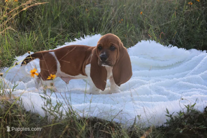 Nick – Basset Hound puppy for sale in Fredericksburg, TX