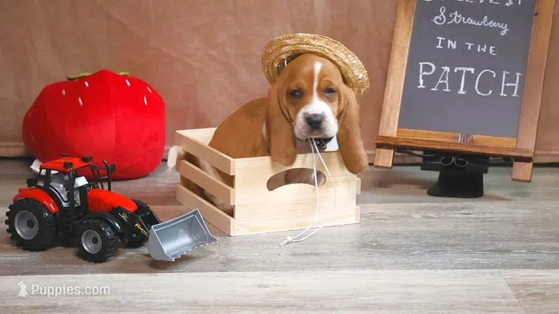 Ace – Basset Hound puppy for sale in Fredericksburg, TX