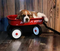 Brian, a male Basset Hound for sale in Fredericksburg, TX – 2 of 3