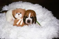 Brian, a male Basset Hound for sale in Fredericksburg, TX – 3 of 3