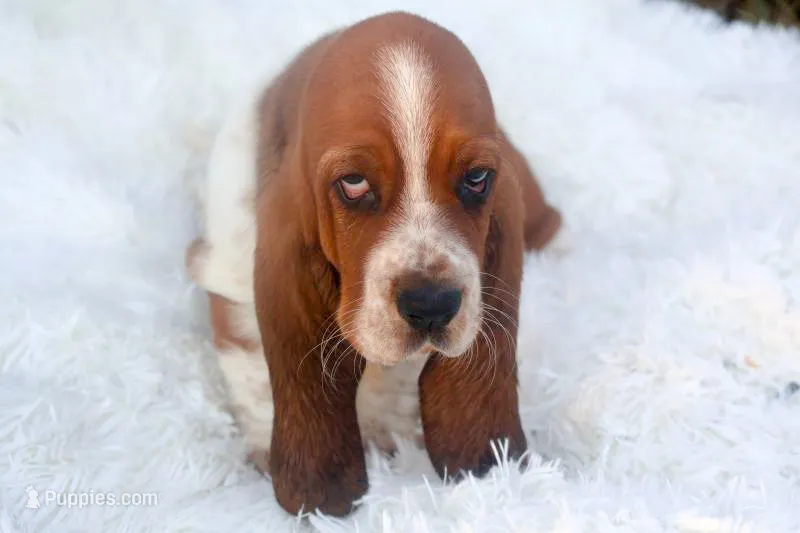 Toffee: Ready July 10th! – Basset Hound puppy for sale in Fredericksburg, TX
