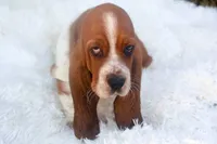 Toffee: Ready July 10th!, a female Basset Hound for sale in Fredericksburg, TX – 1 of 10