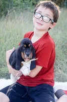 Eclaire: Ready July 10th!, a female Basset Hound for sale in Fredericksburg, TX – 2 of 9