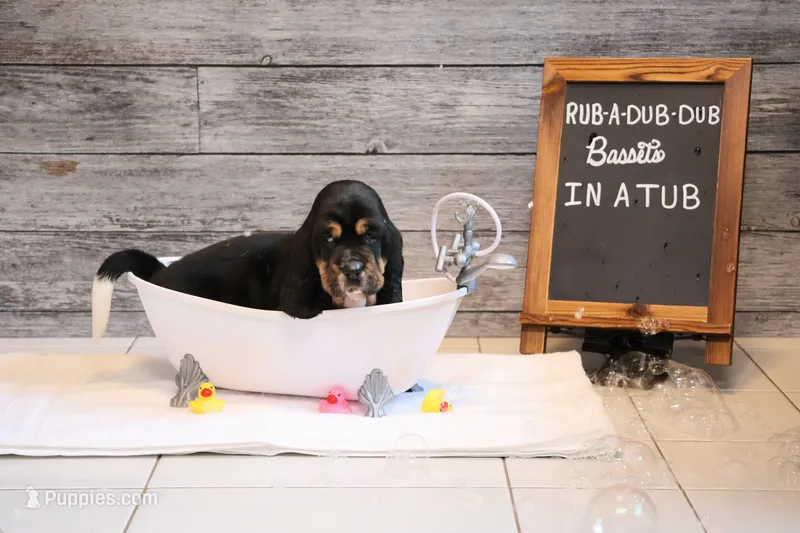 Eclaire – Basset Hound puppy for sale in Fredericksburg, TX