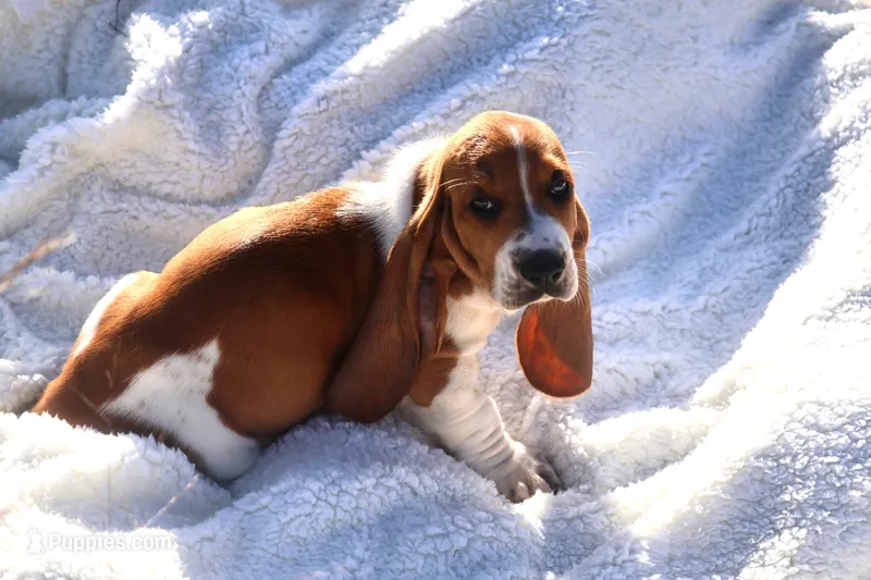 Ace – Basset Hound puppy for sale in Fredericksburg, TX