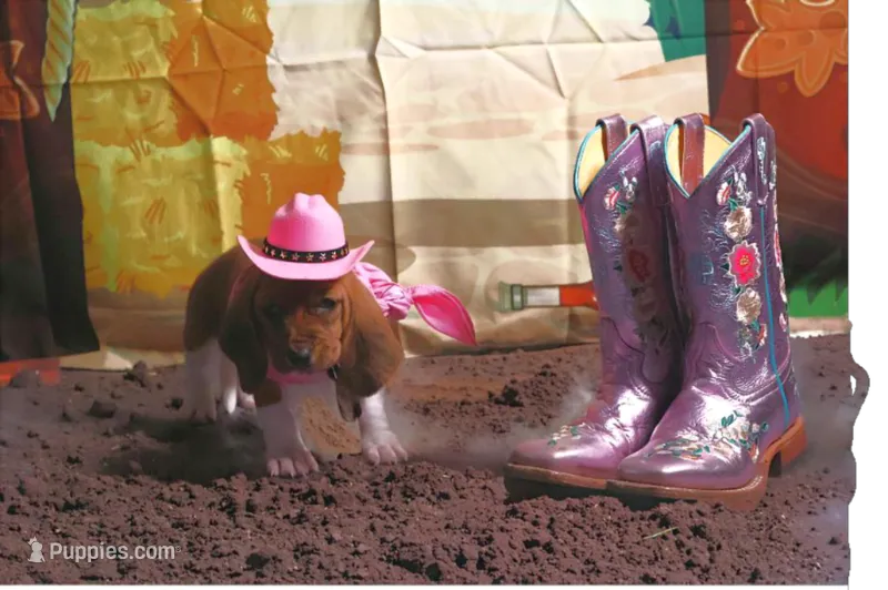Lana – Basset Hound puppy for sale in Fredericksburg, TX
