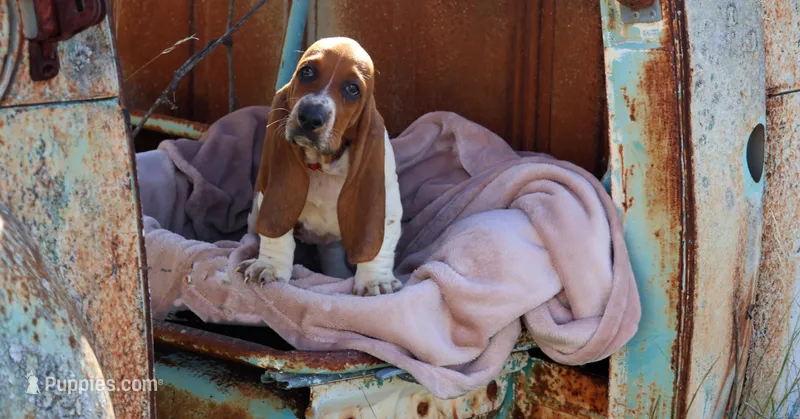 Callie – Basset Hound puppy for sale in Fredericksburg, TX